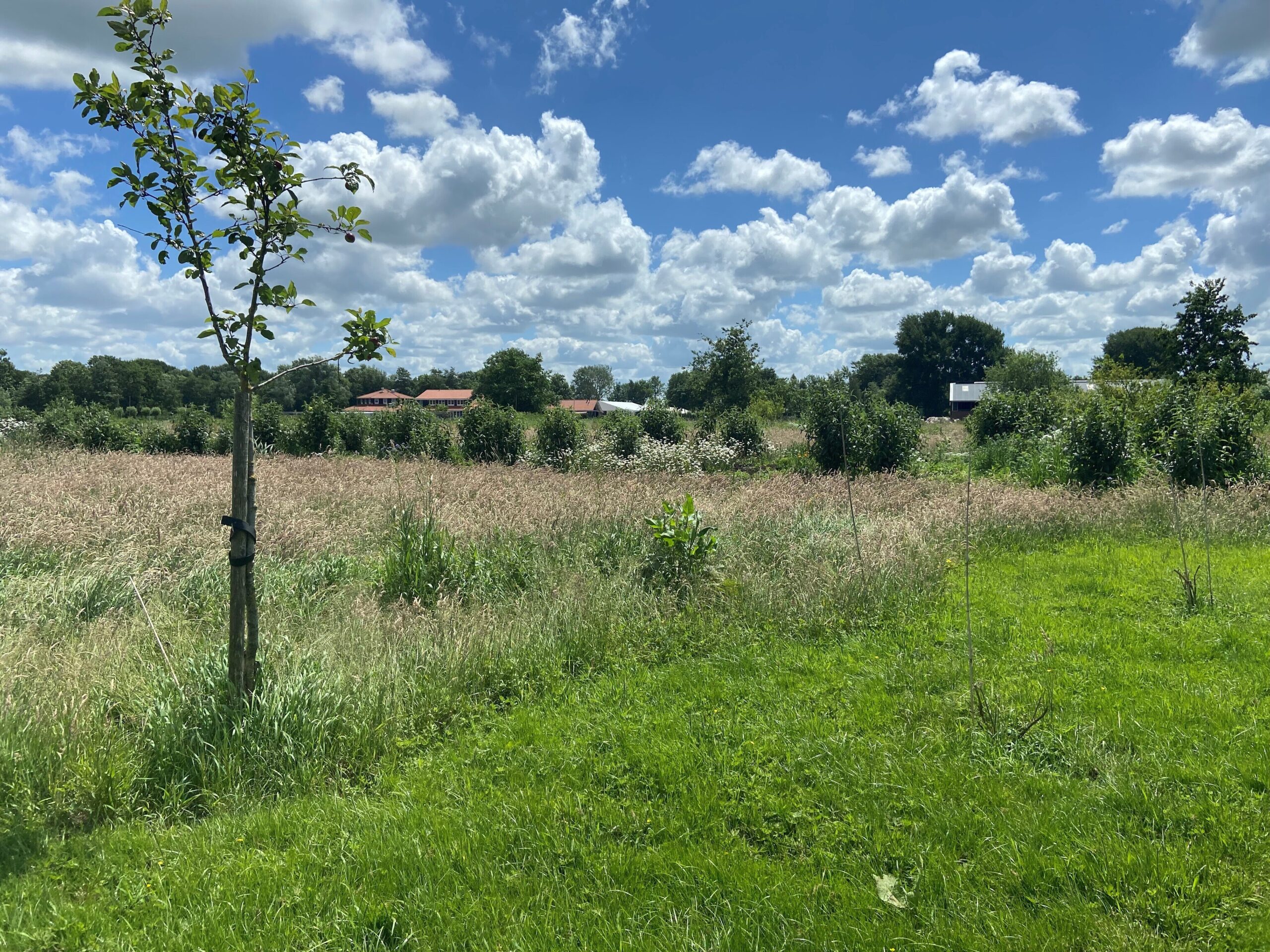 pand_vanuit_vlindertuin